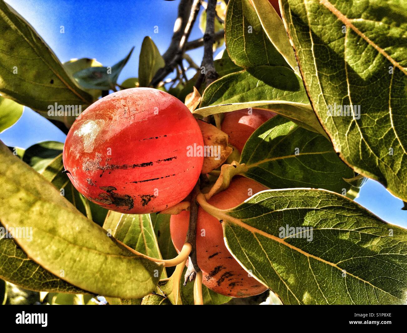 Persimmon la maturazione dei frutti dell'albero. Diospyros kaki - Immagine stock catturata con smartphone