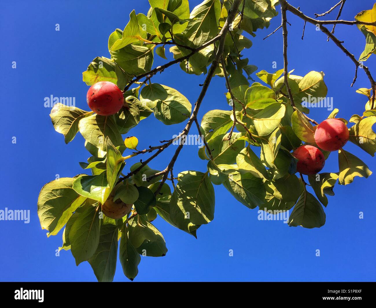 Frutti persimmon maturazione su albero, contro il cielo blu - Immagine stock catturata con smartphone