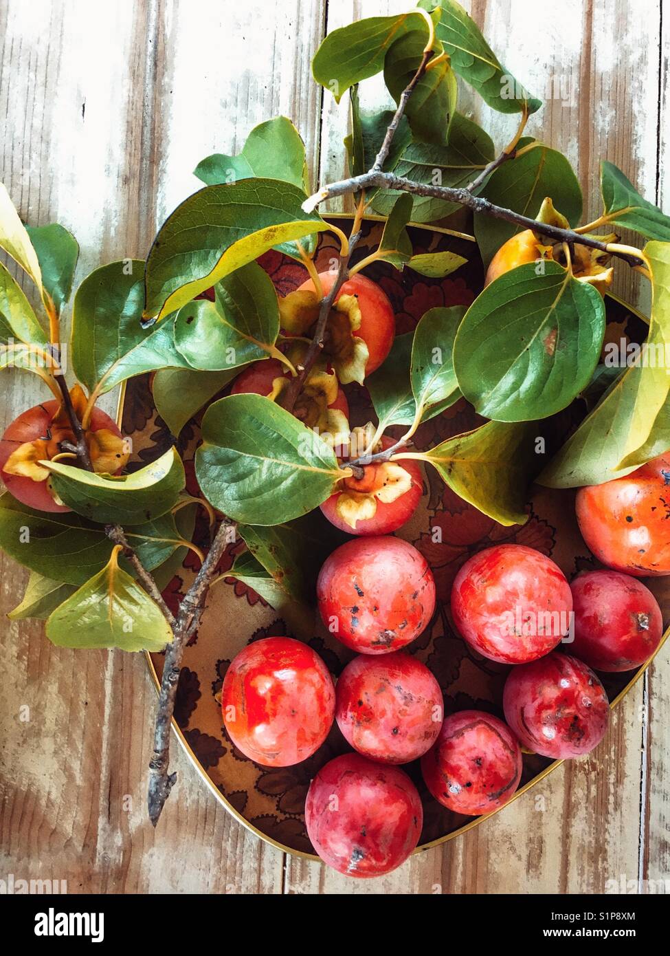 Vassoio o appena raccolto kaki, Diospyros kaki, ad alto angolo di visione - Immagine stock catturata con smartphone