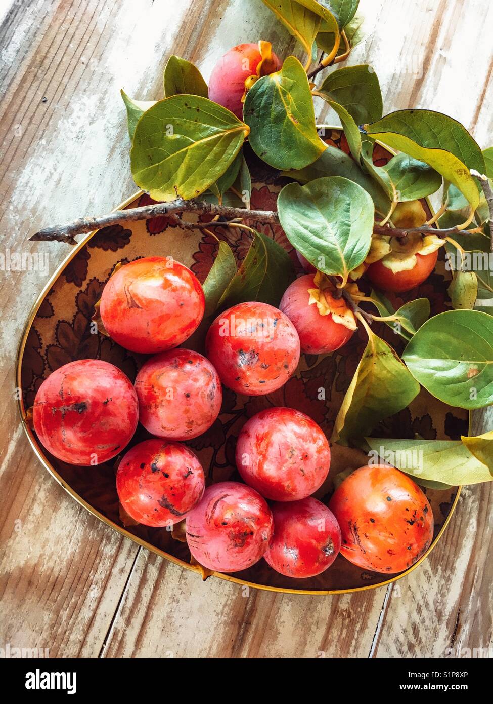 Vassoio di appena raccolto kaki, Diospyros kaki, ad alto angolo di visione - Immagine stock catturata con smartphone