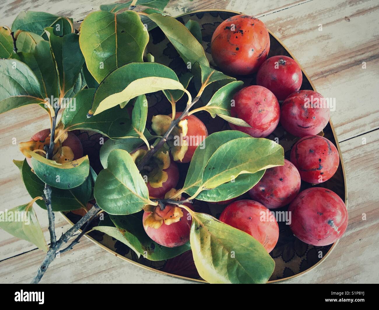 Vassoio di appena raccolto kaki, noto anche come frutto di Sharon, Diospyros kaki. - Immagine stock catturata con smartphone