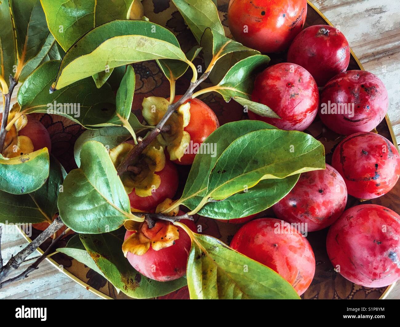 Vassoio di appena raccolto kaki, noto anche come frutto di Sharon, Diospyros kaki. Foto Stock
