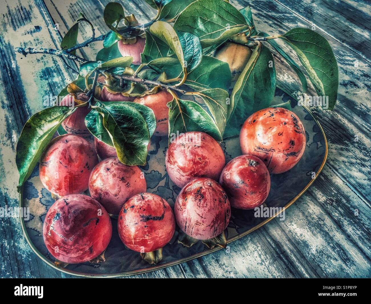 Vassoio di appena raccolto kaki, noto anche come frutto di Sharon, Diospyros kaki. - Immagine stock catturata con smartphone