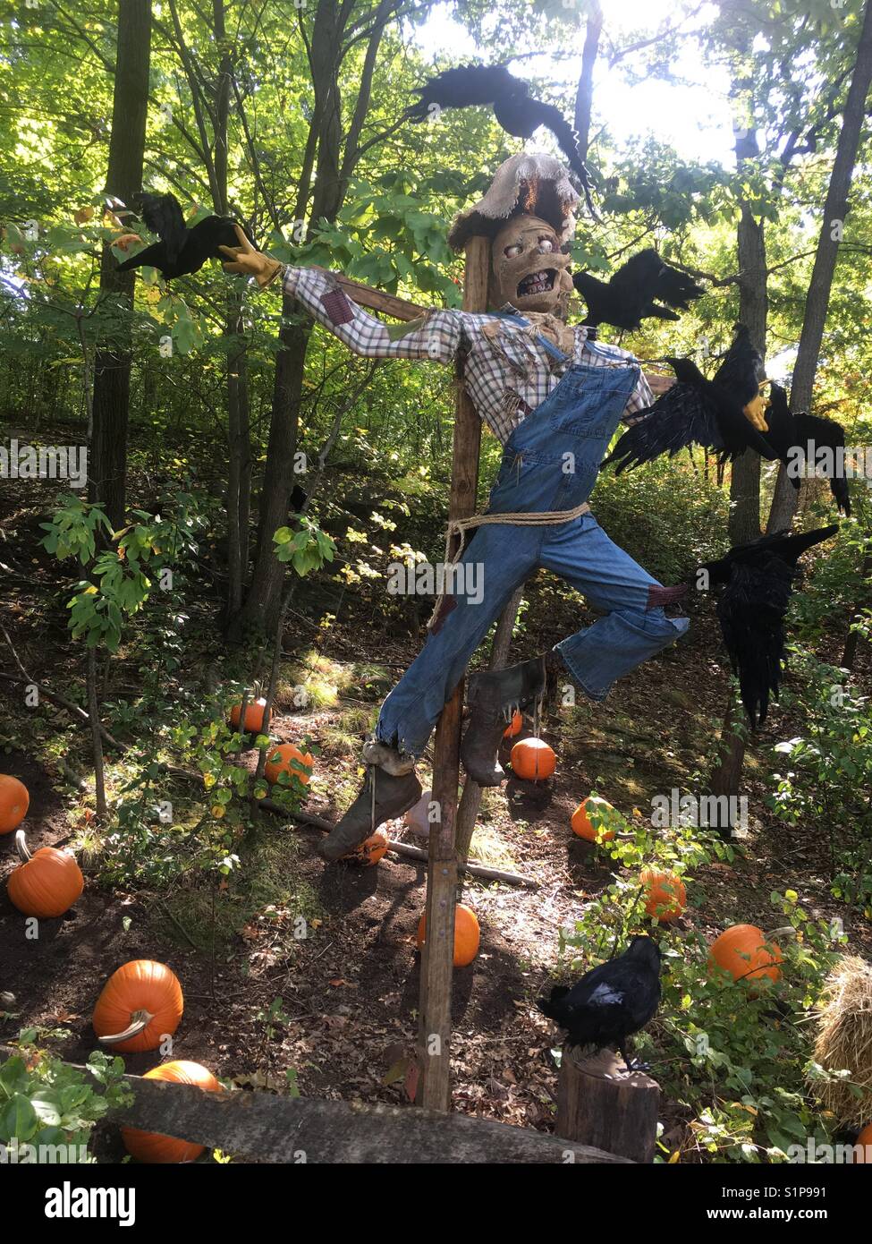 Lo Spaventapasseri in un campo sempre attaccato da crows Foto Stock