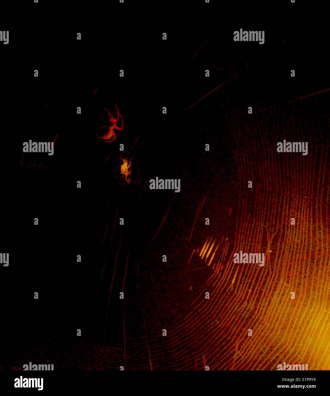 Spider, web e luce rossa - Immagine stock catturata con smartphone