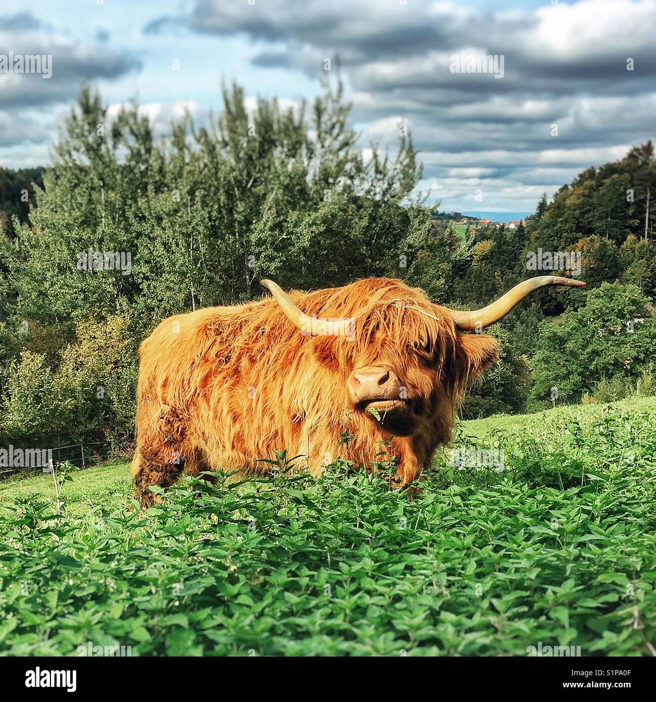 Highland mucca masticare con soddisfazione Foto Stock