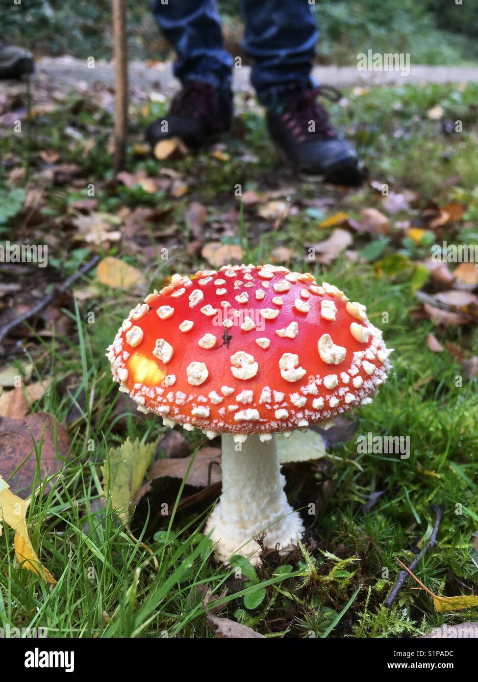 Toad sgabello fly agaric nel bosco Foto Stock