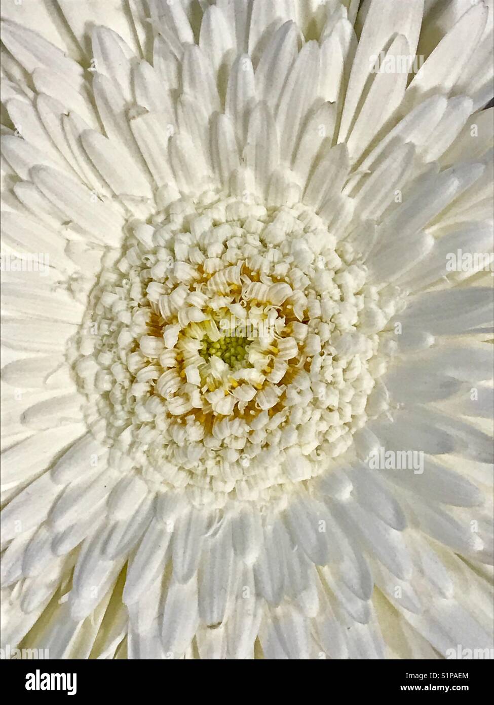Fiore bianco. Chiudere la vista. Foto Stock