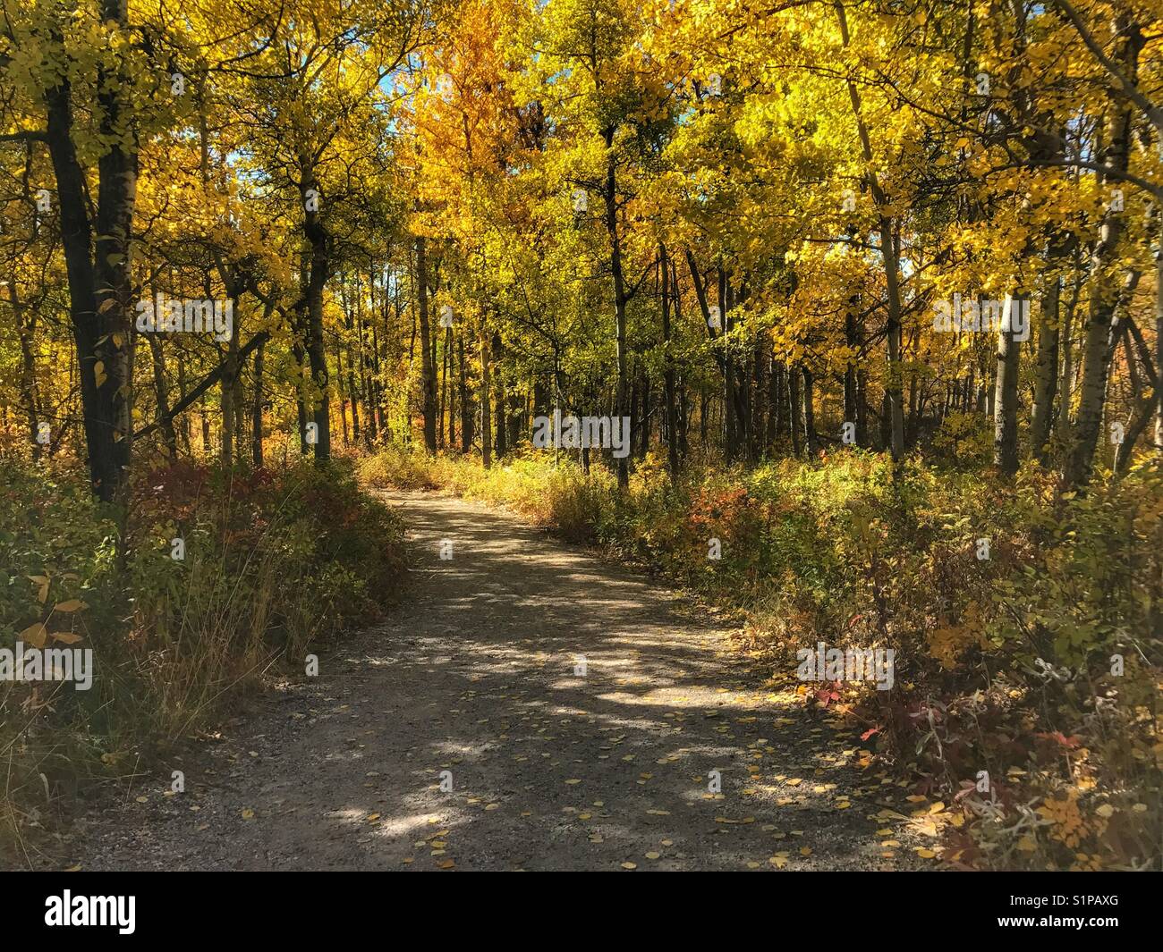Percorso attraverso gli alberi autunnali, al ranch di glenbow provincial park, vicino a Calgary, Alberta, Canada. - Immagine stock catturata con smartphone