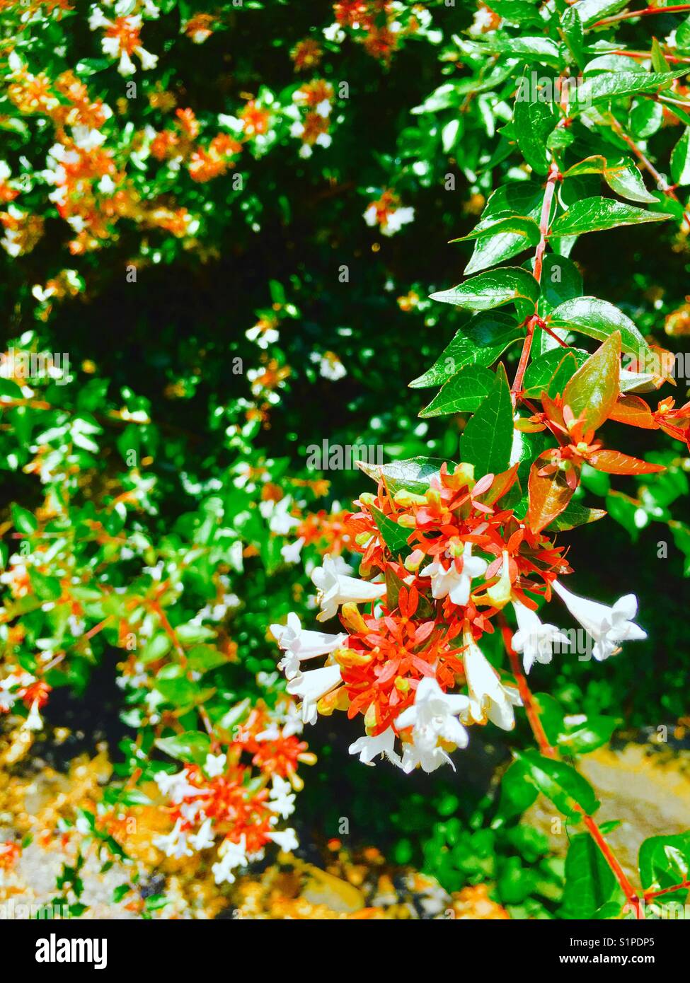 Fiori bianchi su una foglia verde sfondo in tokyo, Giappone Foto Stock