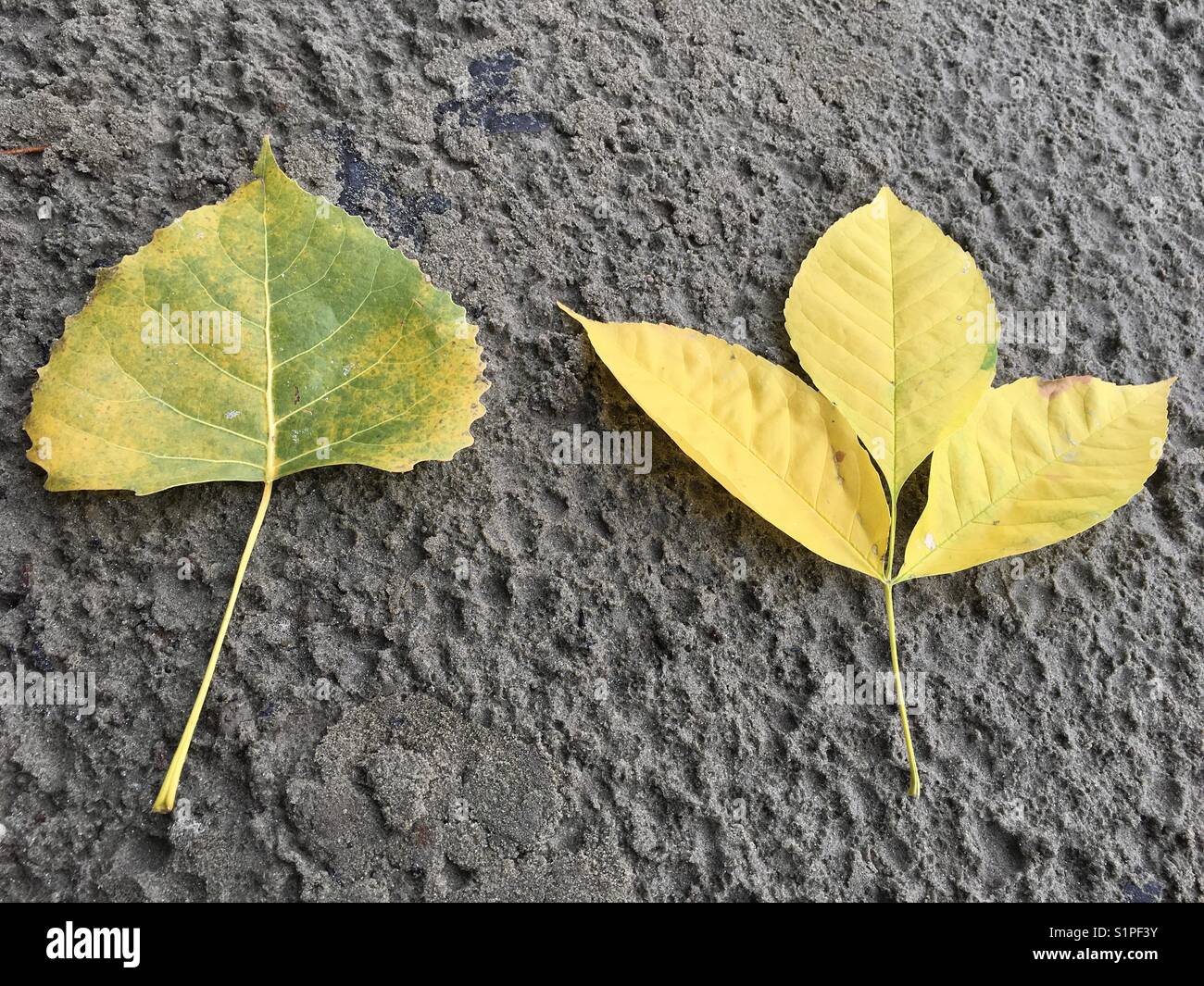 Autunno su una spiaggia - Immagine stock catturata con smartphone