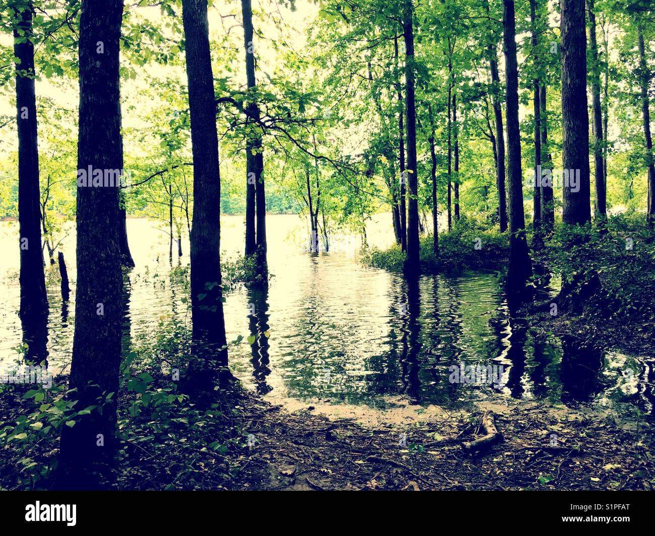 Gli alberi sul bordo di un lago - Immagine stock catturata con smartphone