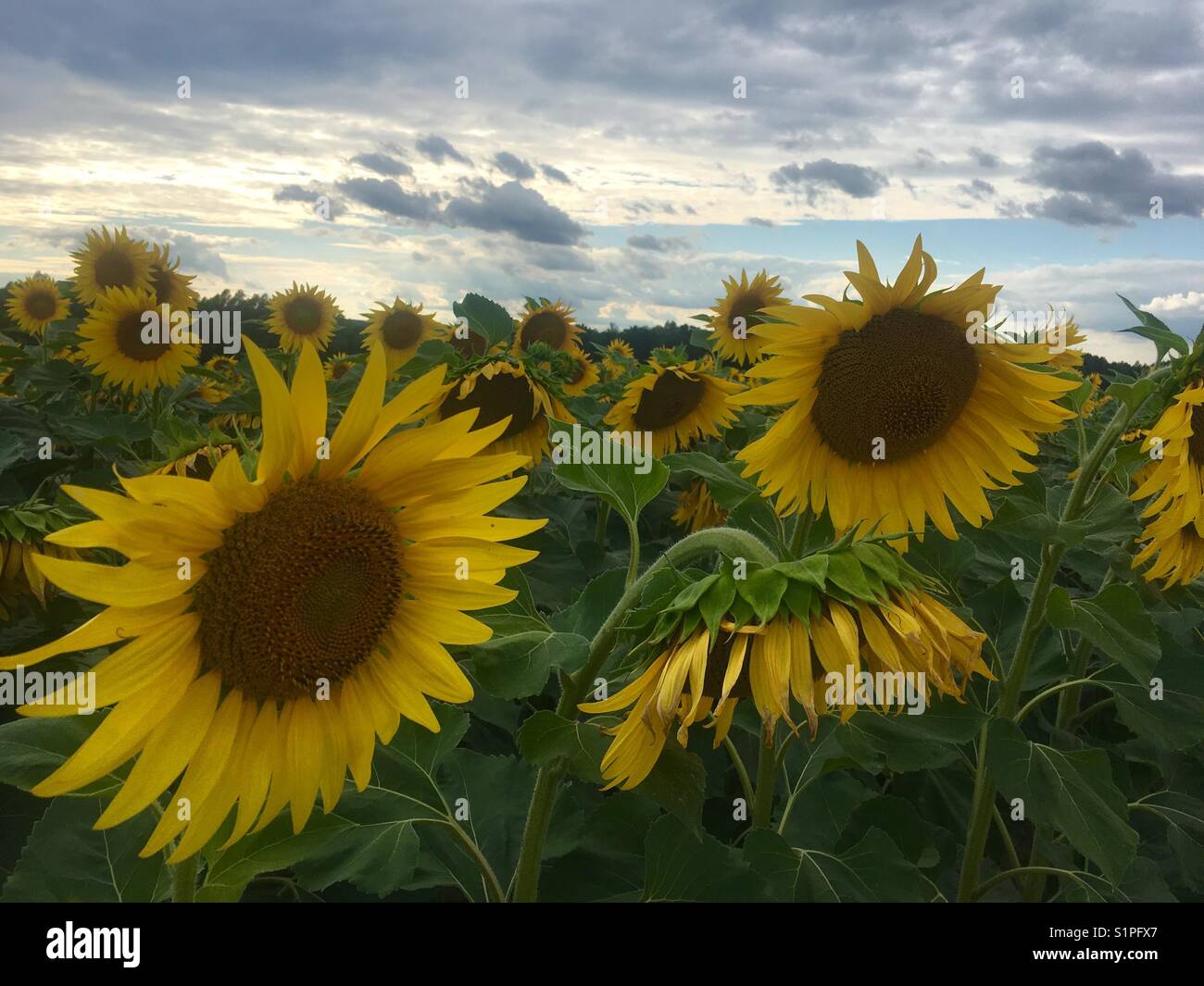 Campo di semi di girasole in Zala county, Ungheria Foto Stock