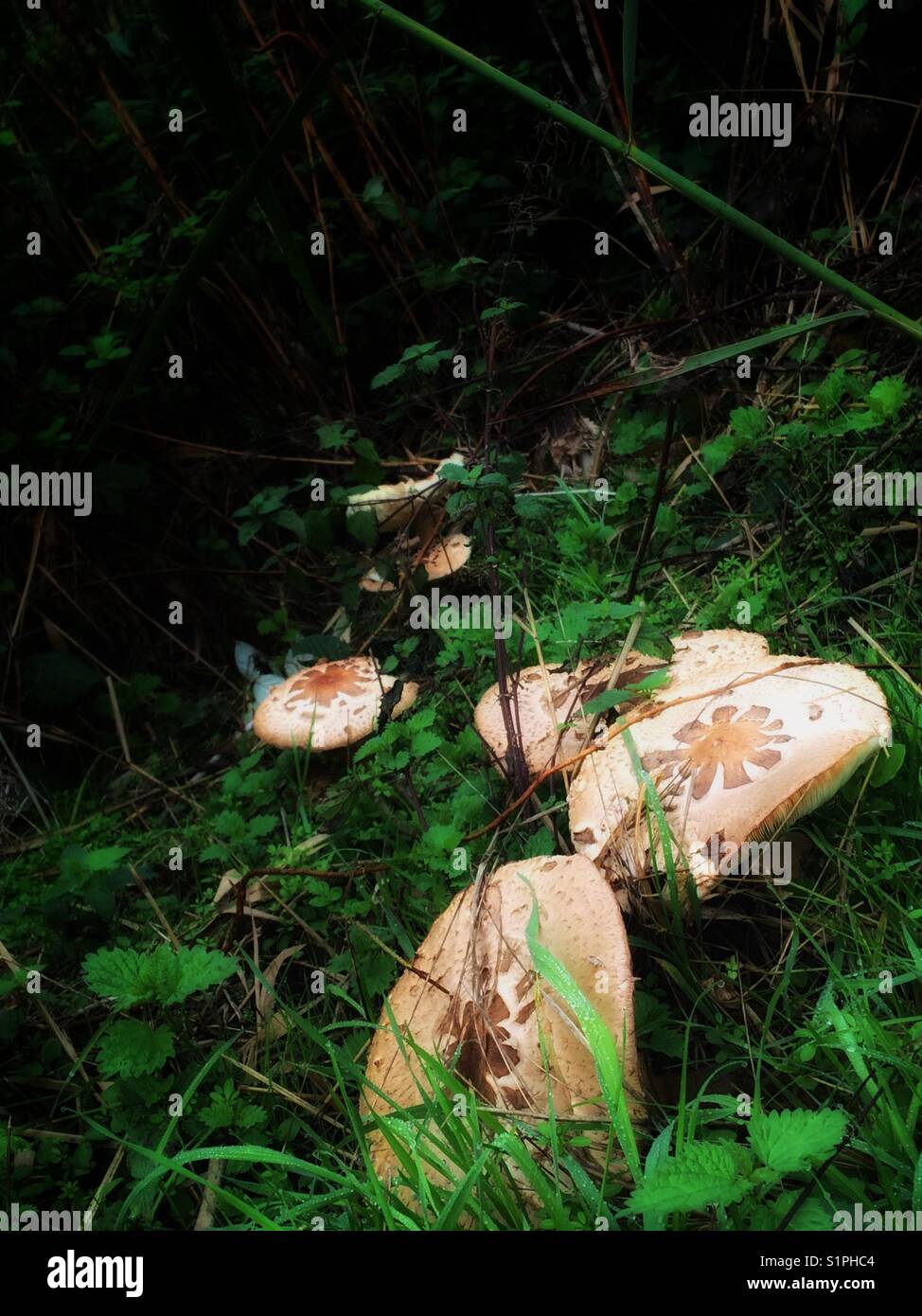 I funghi selvatici in erba Foto Stock