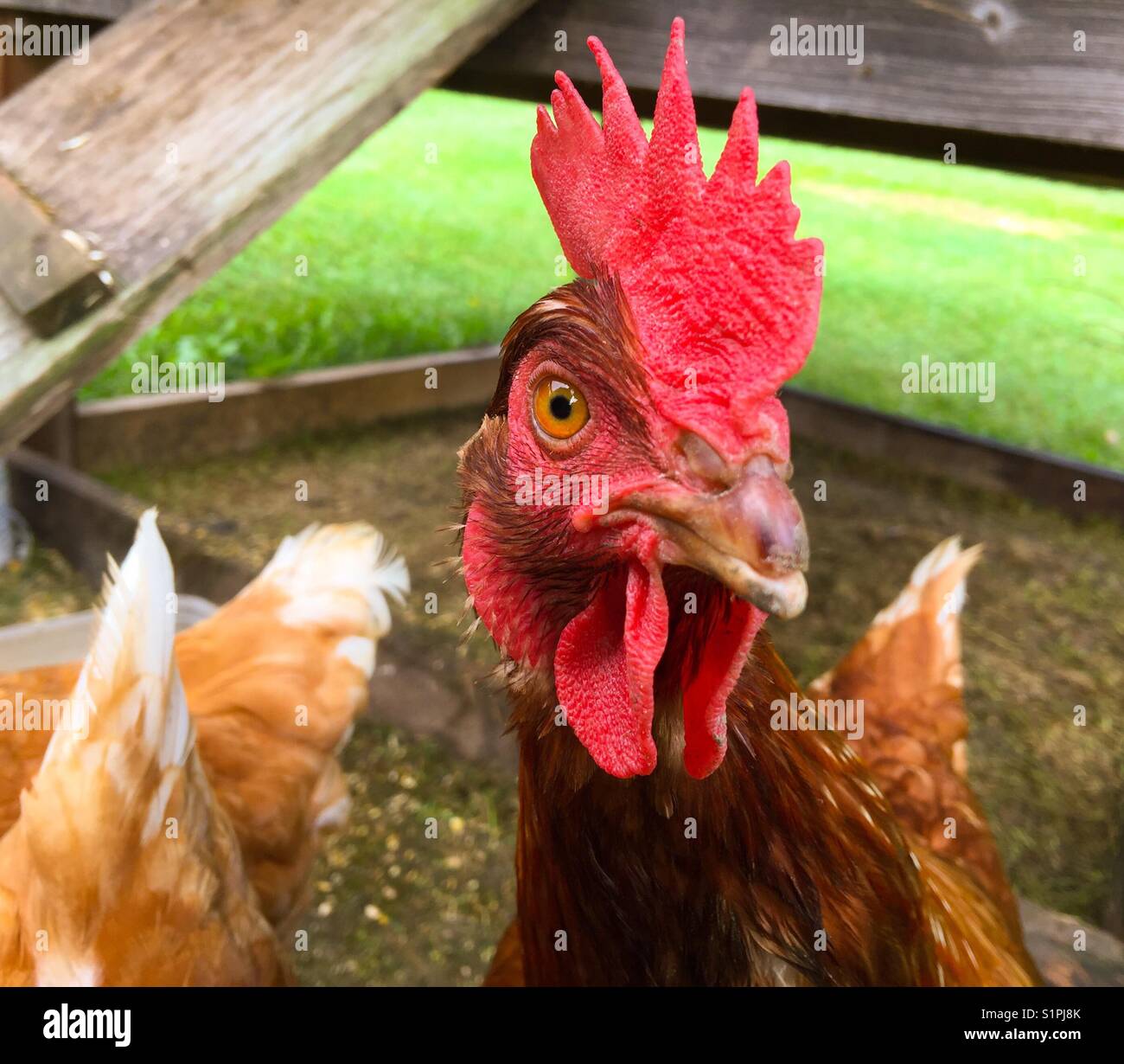 La Rhode Island red pollo guardando la fotocamera Foto Stock