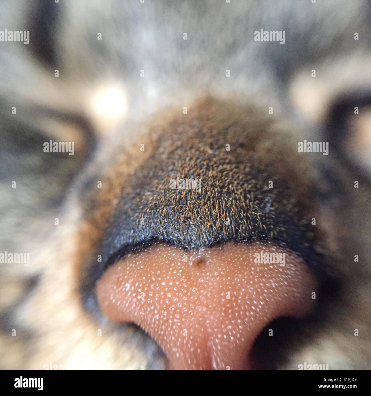 Becco del gatto Tabby Foto Stock