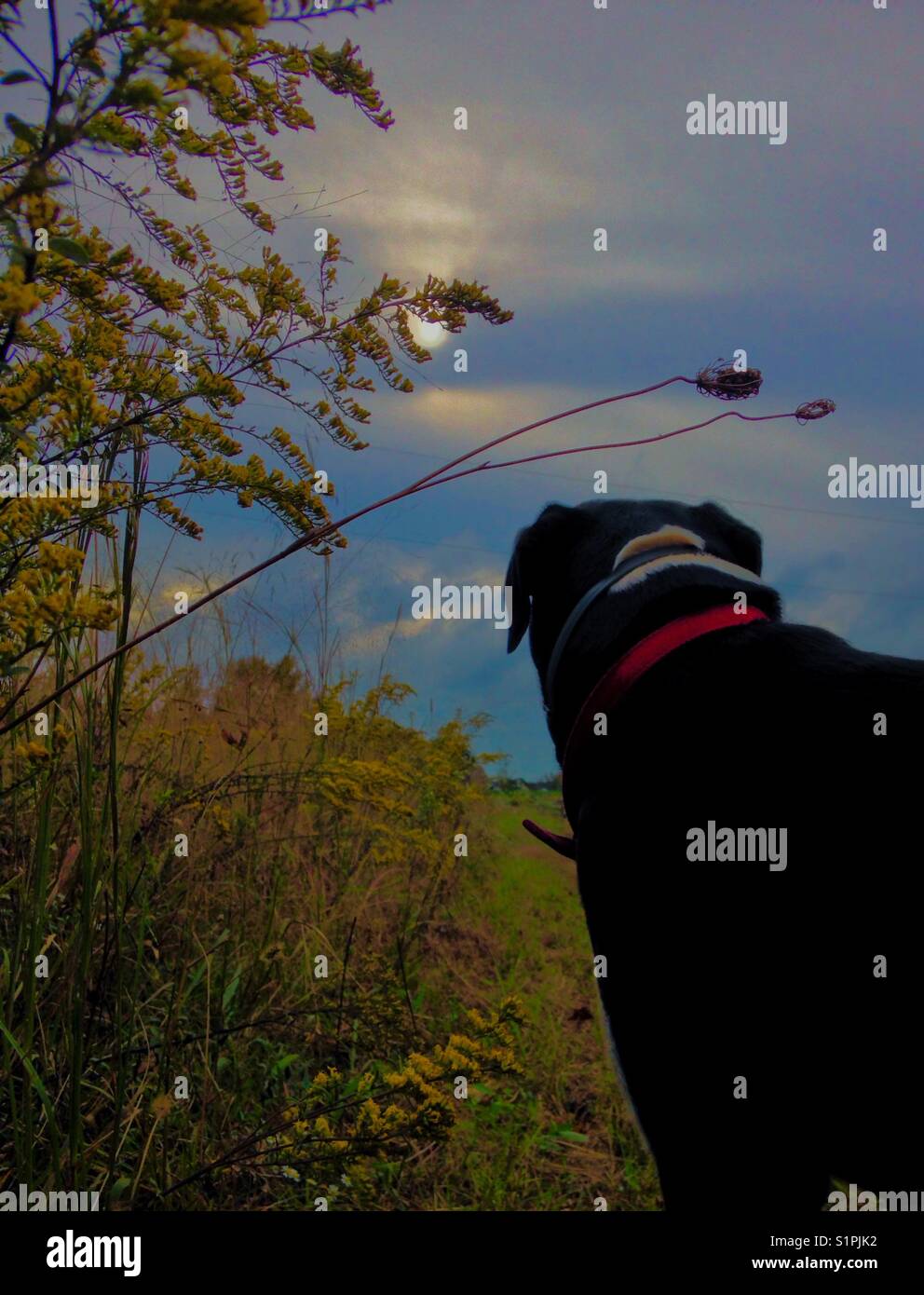 La strada dietro - Immagine stock catturata con smartphone