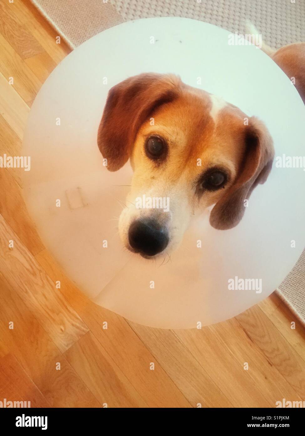 Cane di razza mista con dispositivo di protezione del collare elisabettiano, USA - Immagine stock catturata con smartphone