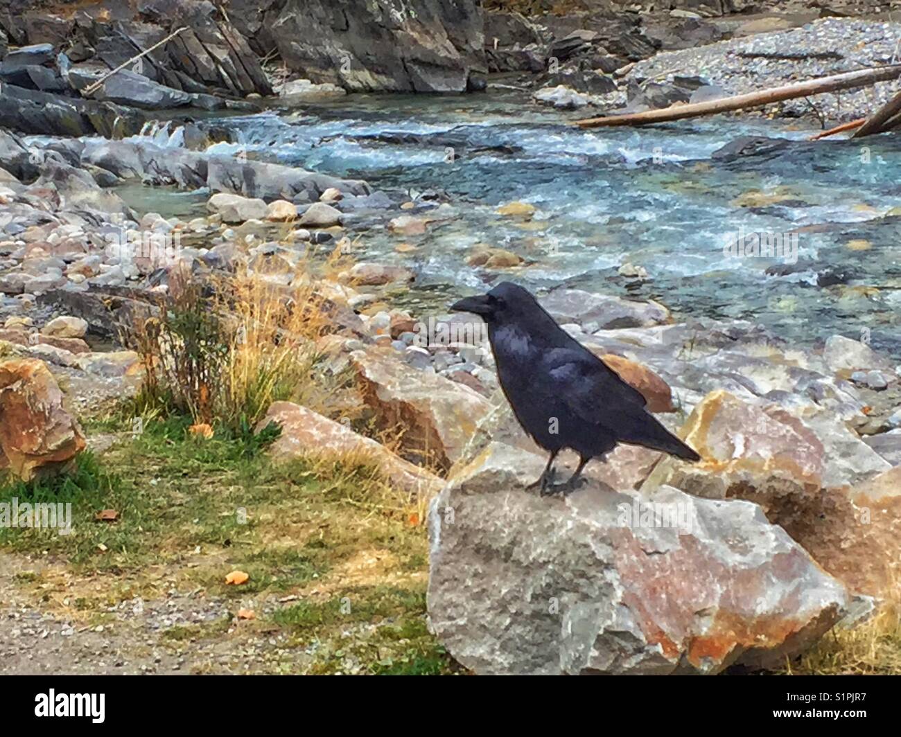 Corvo nero - Immagine stock catturata con smartphone