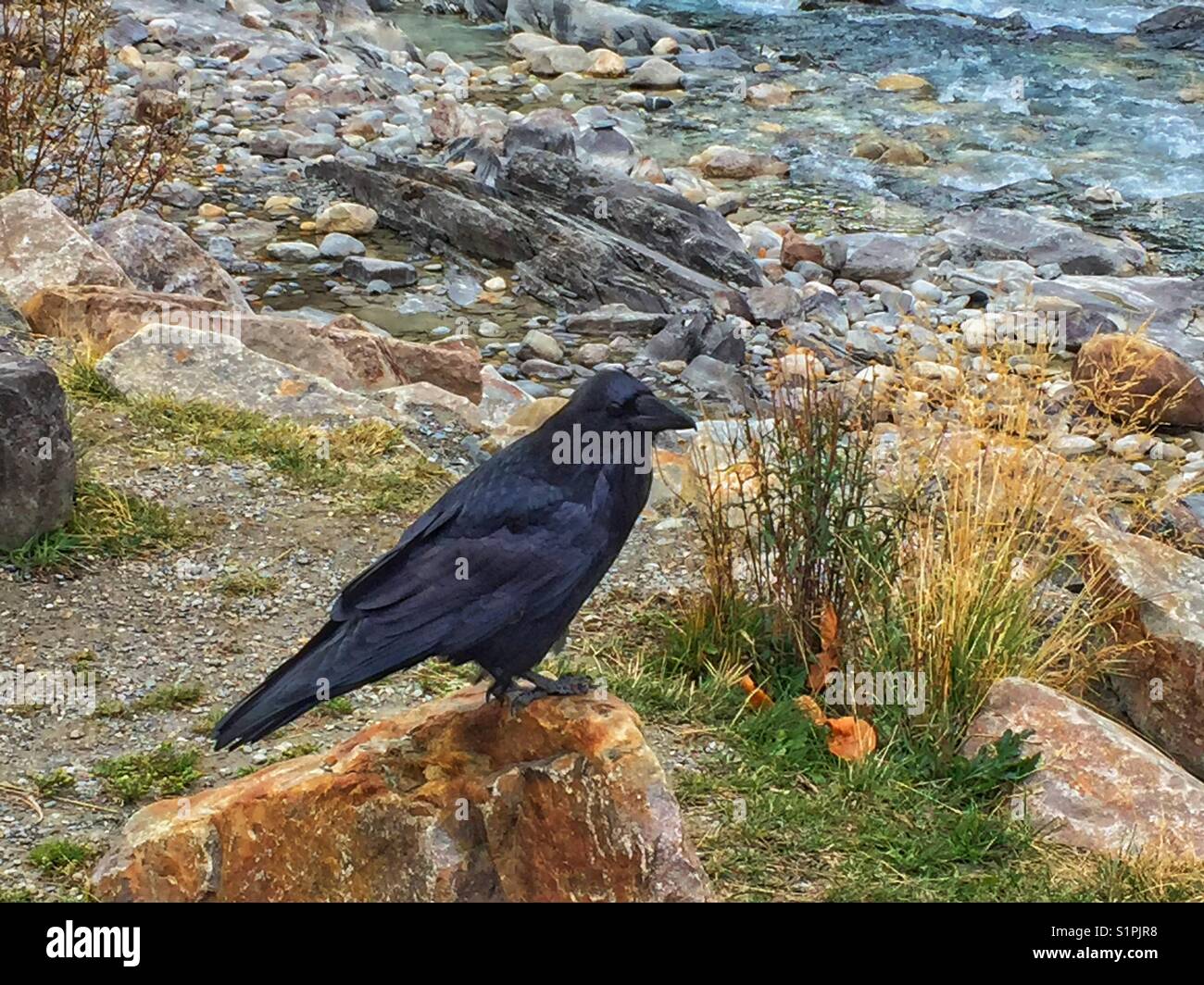 Corvo nero - Immagine stock catturata con smartphone