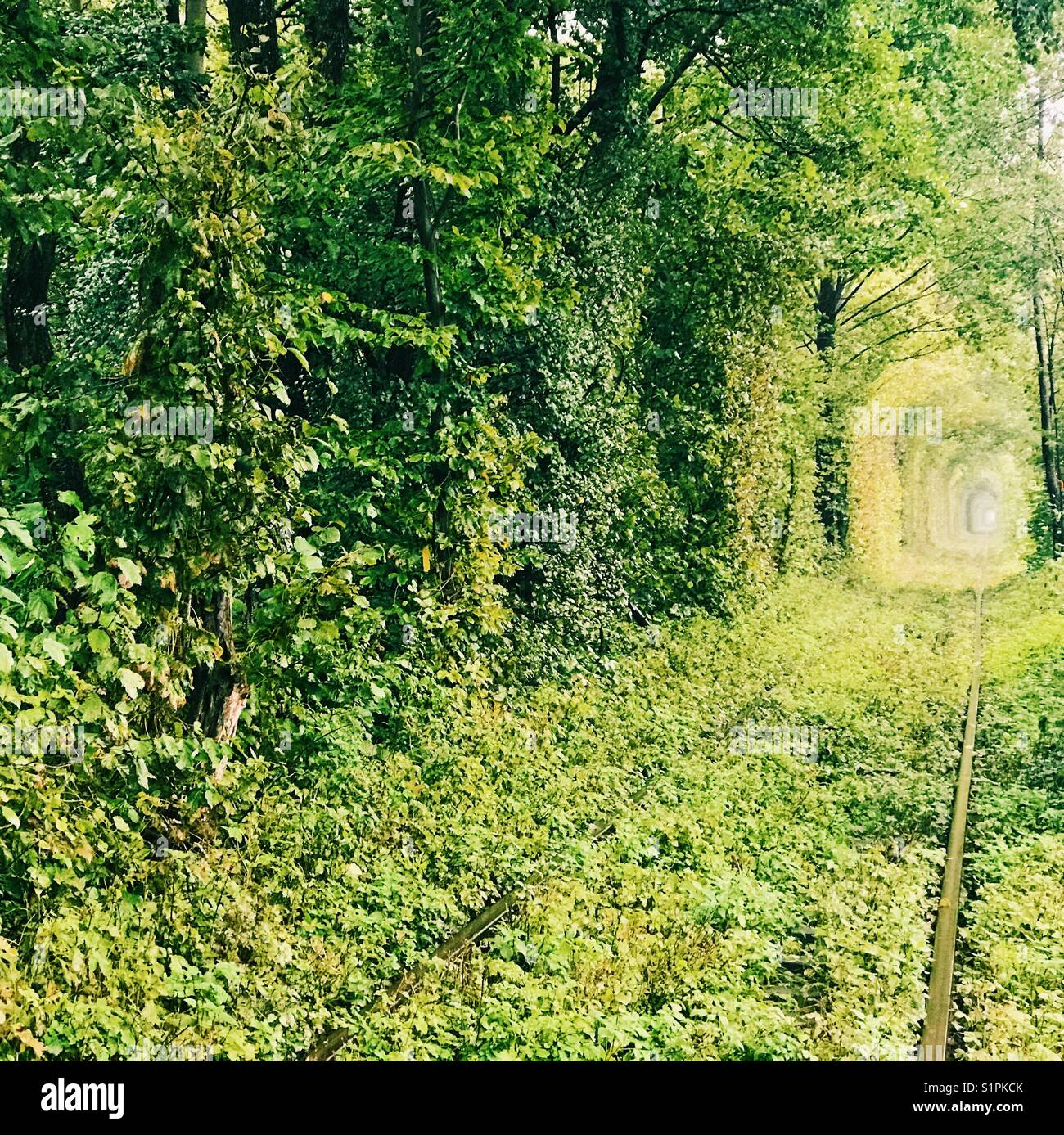 Tunnel d'Amore, Ucraina, nel mese di settembre Foto Stock