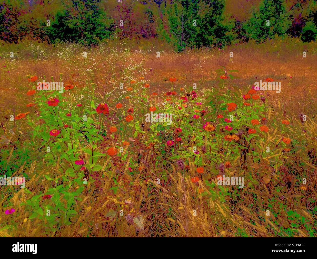 Vibranti fiori autunnali nel prato del North Carolina Foto Stock