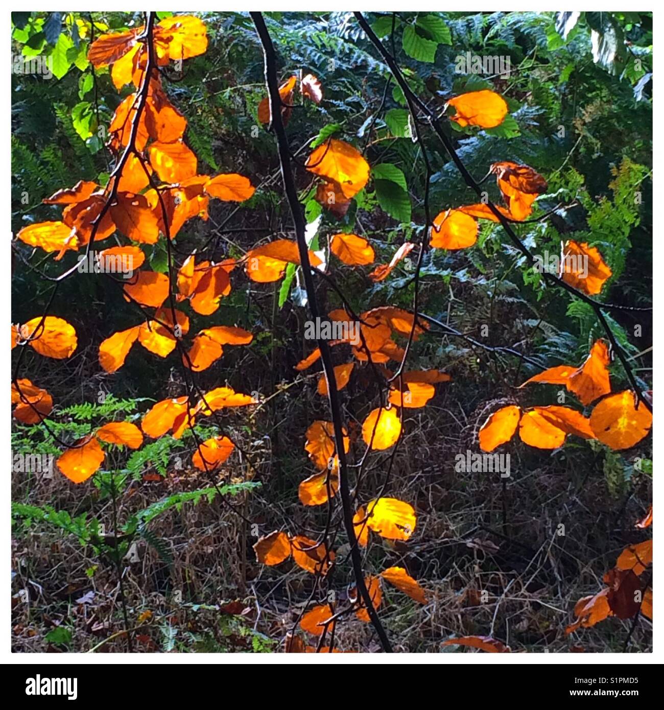 Dettaglio delle foglie retroilluminate su un albero in autunno, - Immagine stock catturata con smartphone