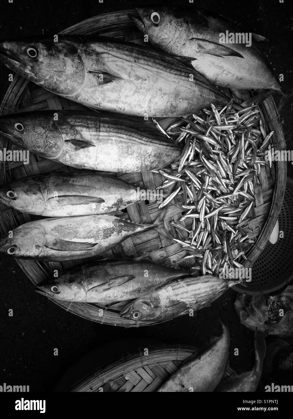 Fish in vendita. Foto Stock