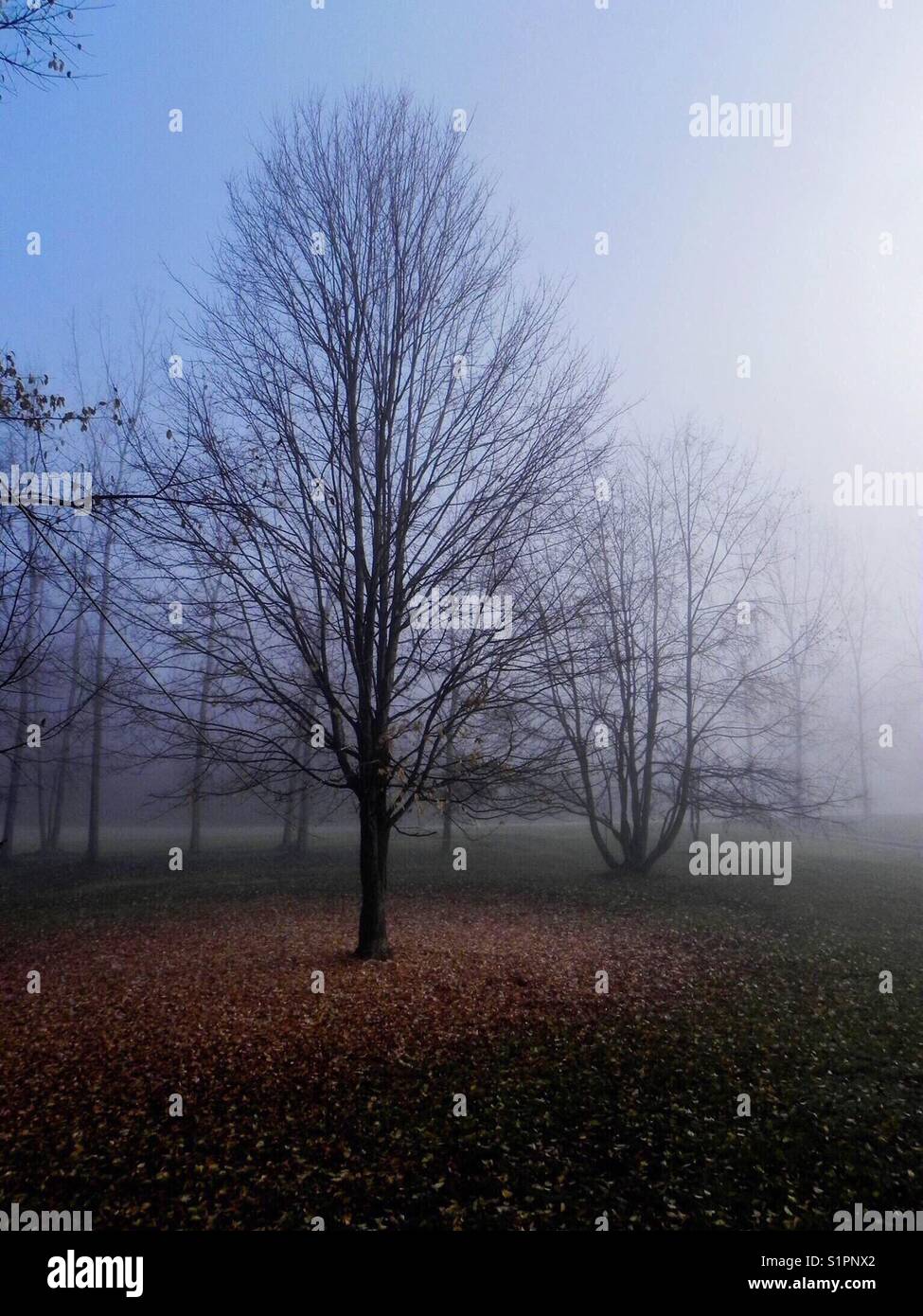 Giorni di autunno con la nebbia e lascia sul terreno. l'inverno è venuta in Michigan Foto Stock