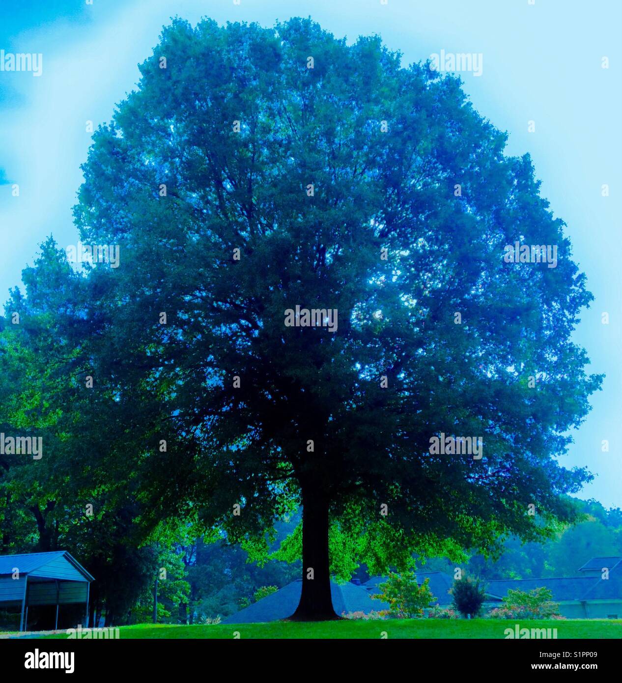 Blu retroilluminato oscurata tree Foto Stock