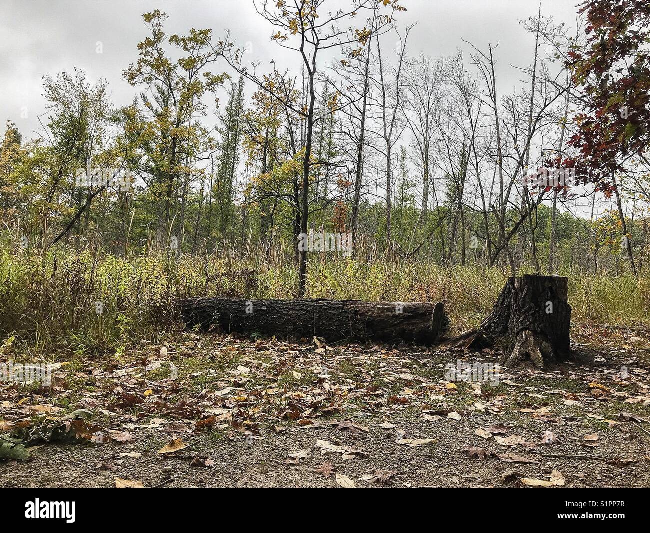 Albero caduto sul sentiero natura su un grigio freddo giorno d'autunno Foto Stock