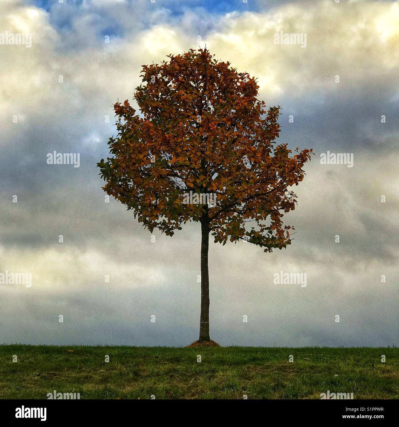 Il singolo albero in autunno si distingue contro il cielo nuvoloso in formato quadrato - Immagine stock catturata con smartphone