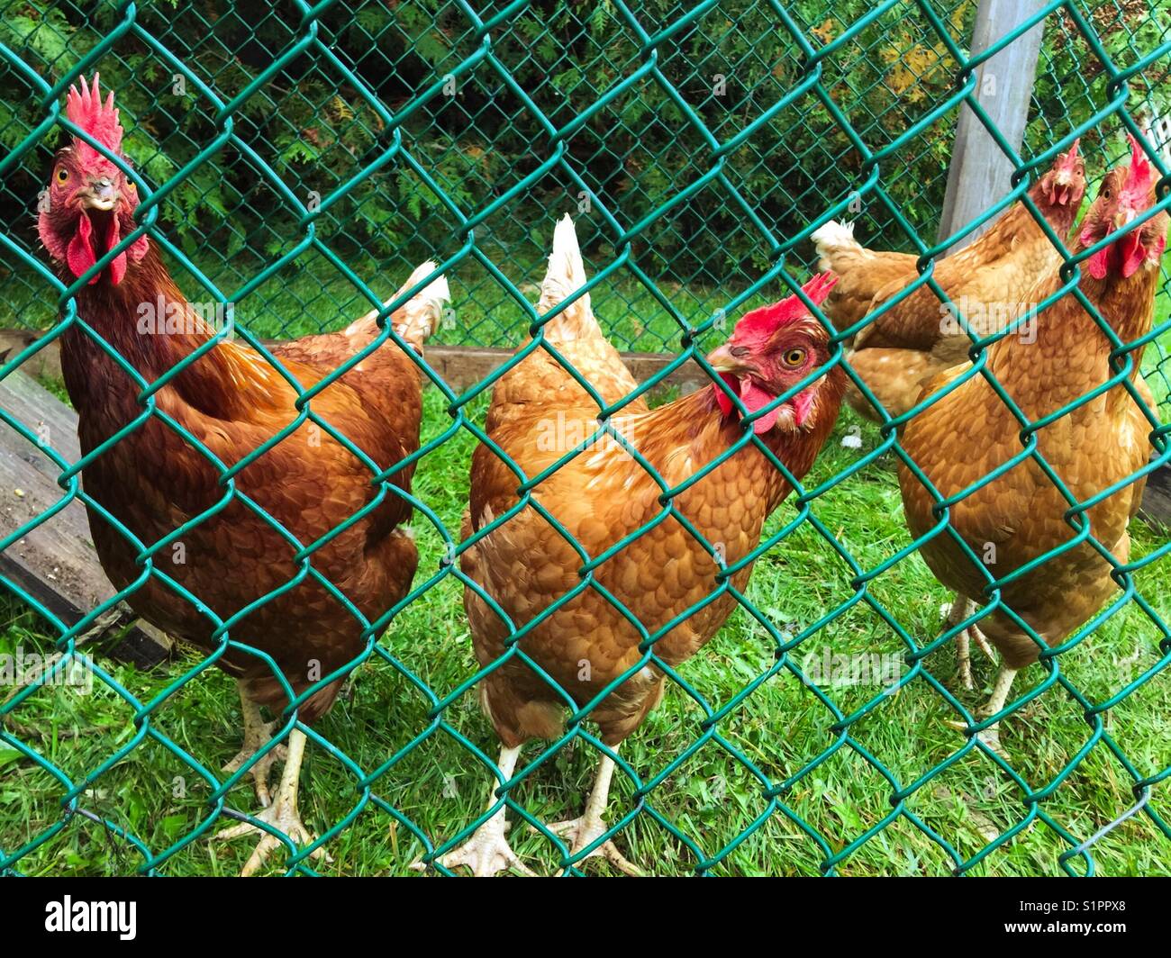 Quattro polli cortile nel loro coop guardando la fotocamera Foto Stock