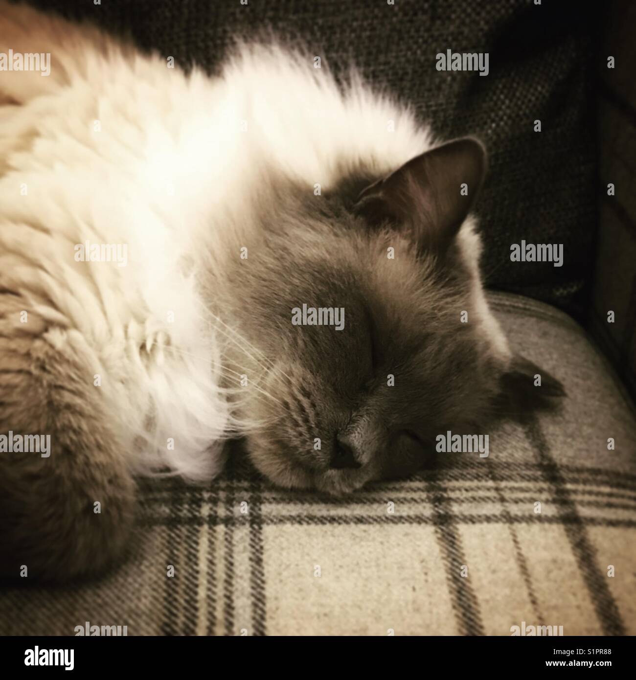 Sleeping rag doll cat. Foto Stock