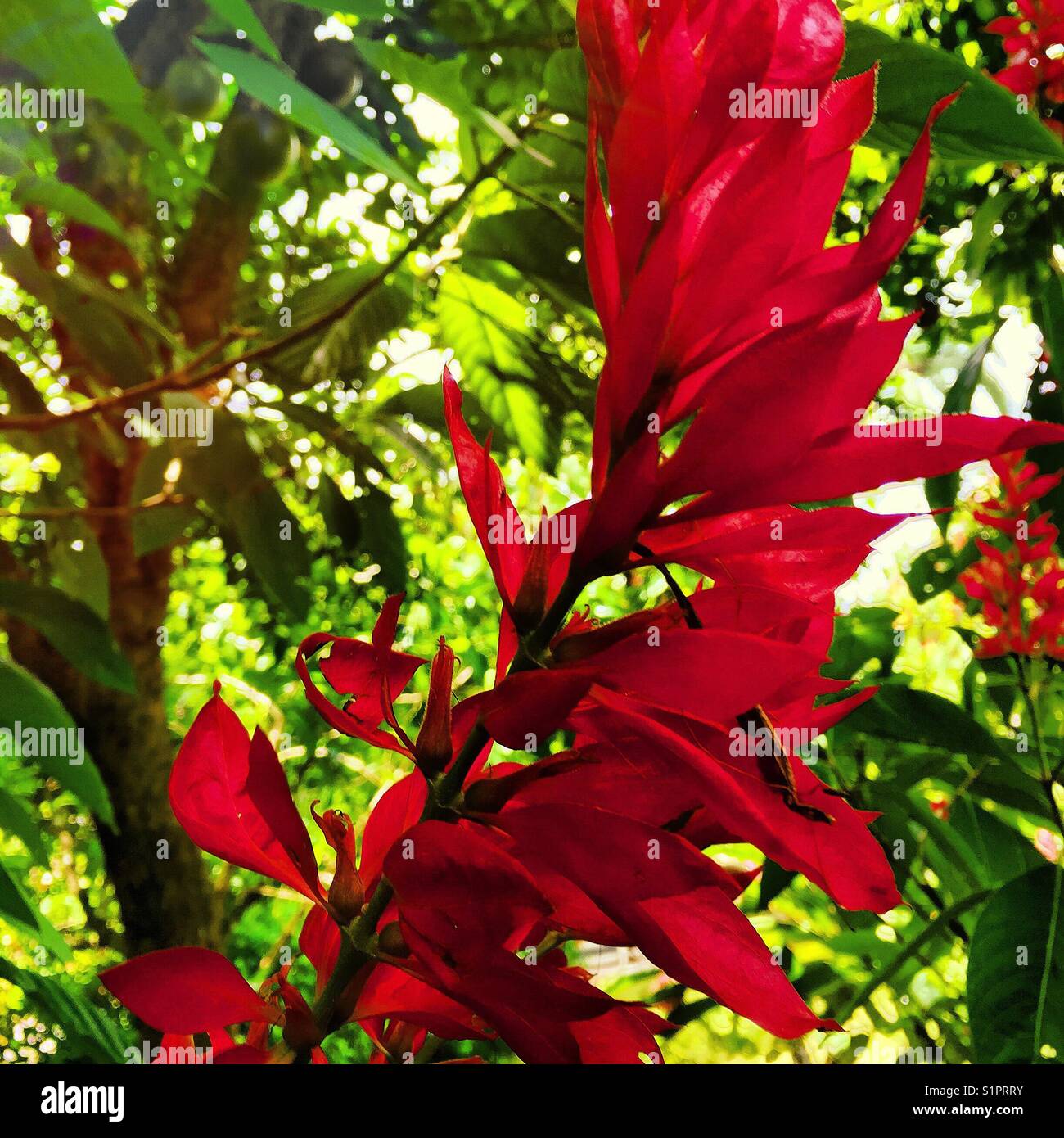 Fiore rosso in una giornata di sole. Foto Stock