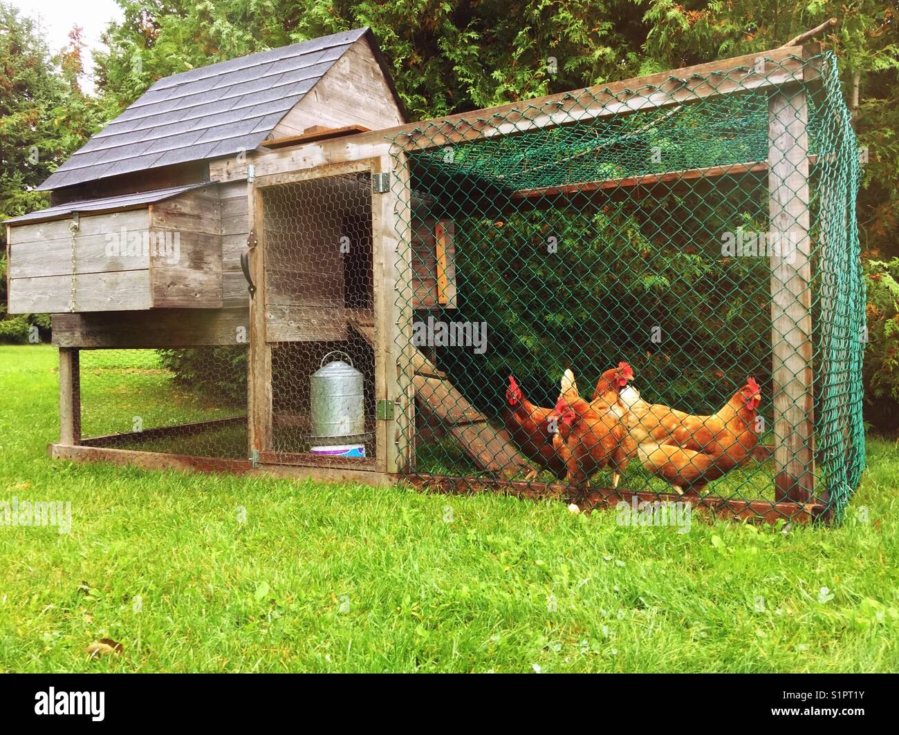 Backyard pollaio con quattro polli all'interno Foto Stock