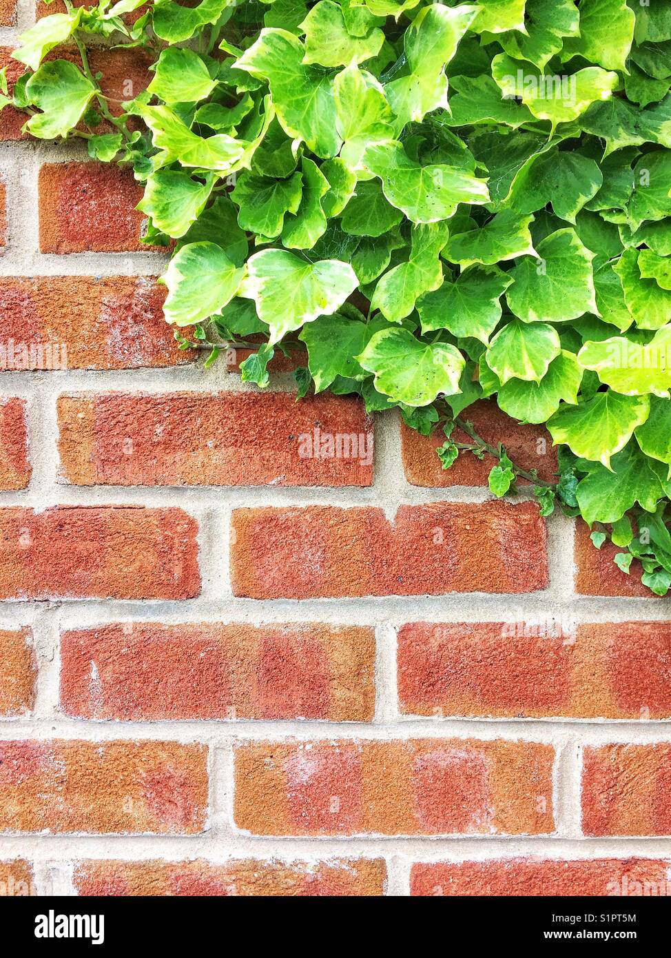 Una parete in mattoni con lussureggiante edera verde che sale lasciando spazio per copie, che rappresenta l'architettura, l'edificio e il crocevia con la natura - Immagine stock catturata con smartphone
