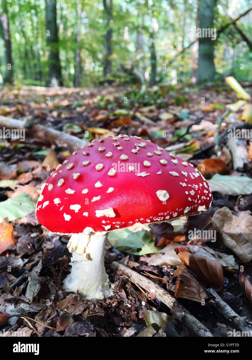 Una mosca agerica sul fondo della foresta - Immagine stock catturata con smartphone