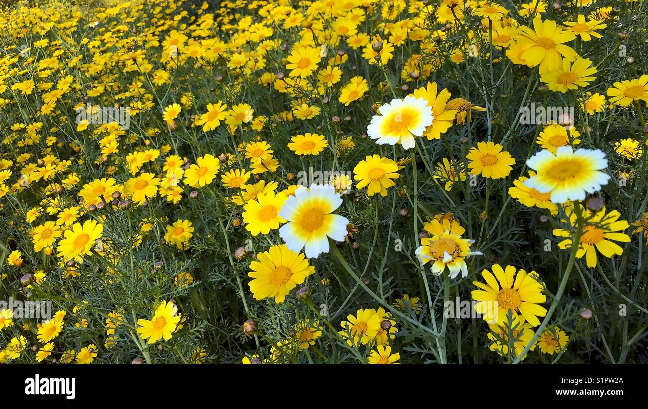 Molla di colorate fioriture di fiori di campo in un campo. Il lago di Murray, california, Stati Uniti d'America Foto Stock