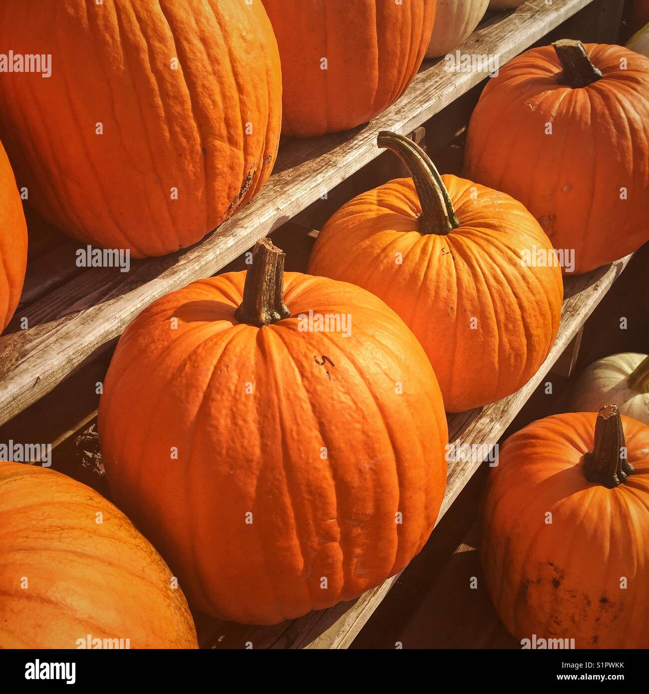 Zucche per il giorno del Ringraziamento in mostra in un mercato agricolo. Foto Stock