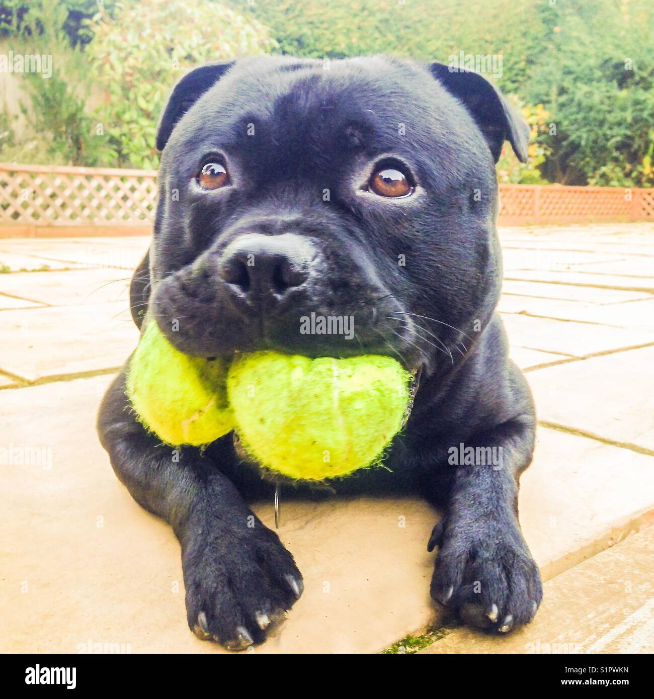 Molto carino cane nero Staffordshire Bull Terrier con occhi grandi e accattivanti che tiene due palle da tennis in bocca. - Immagine stock catturata con smartphone