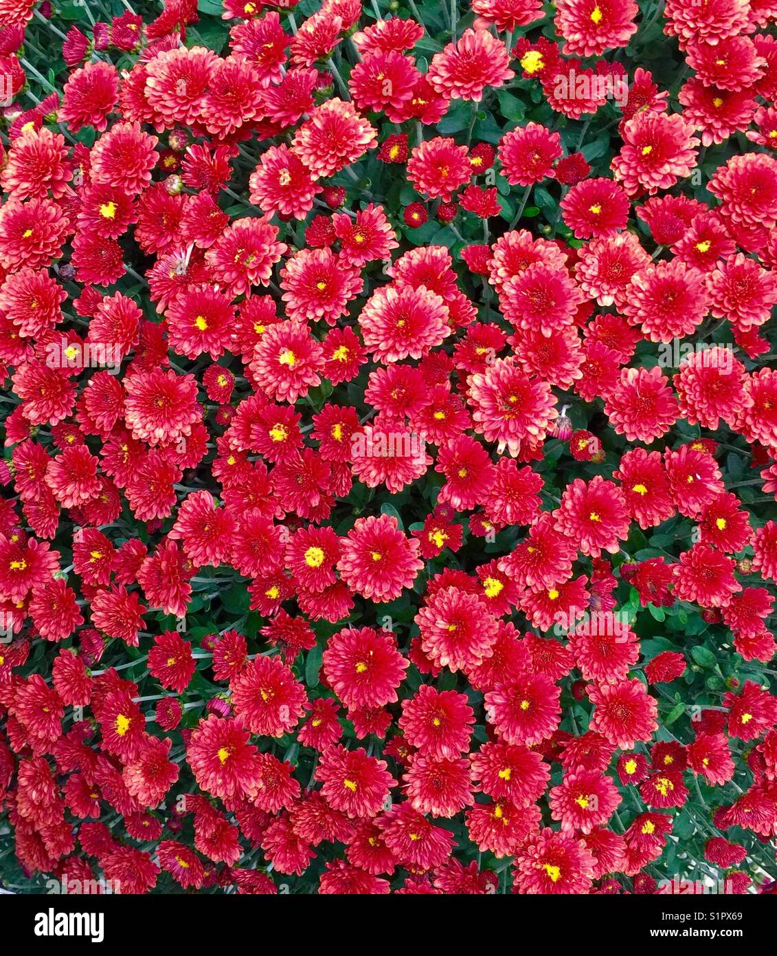Magnifica rosa corallo mamme Foto Stock