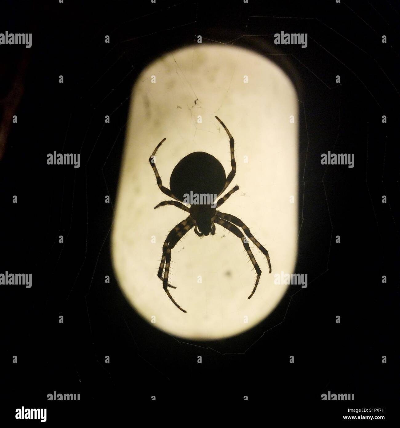 Sagoma di un ragno contro una lampadina Foto Stock
