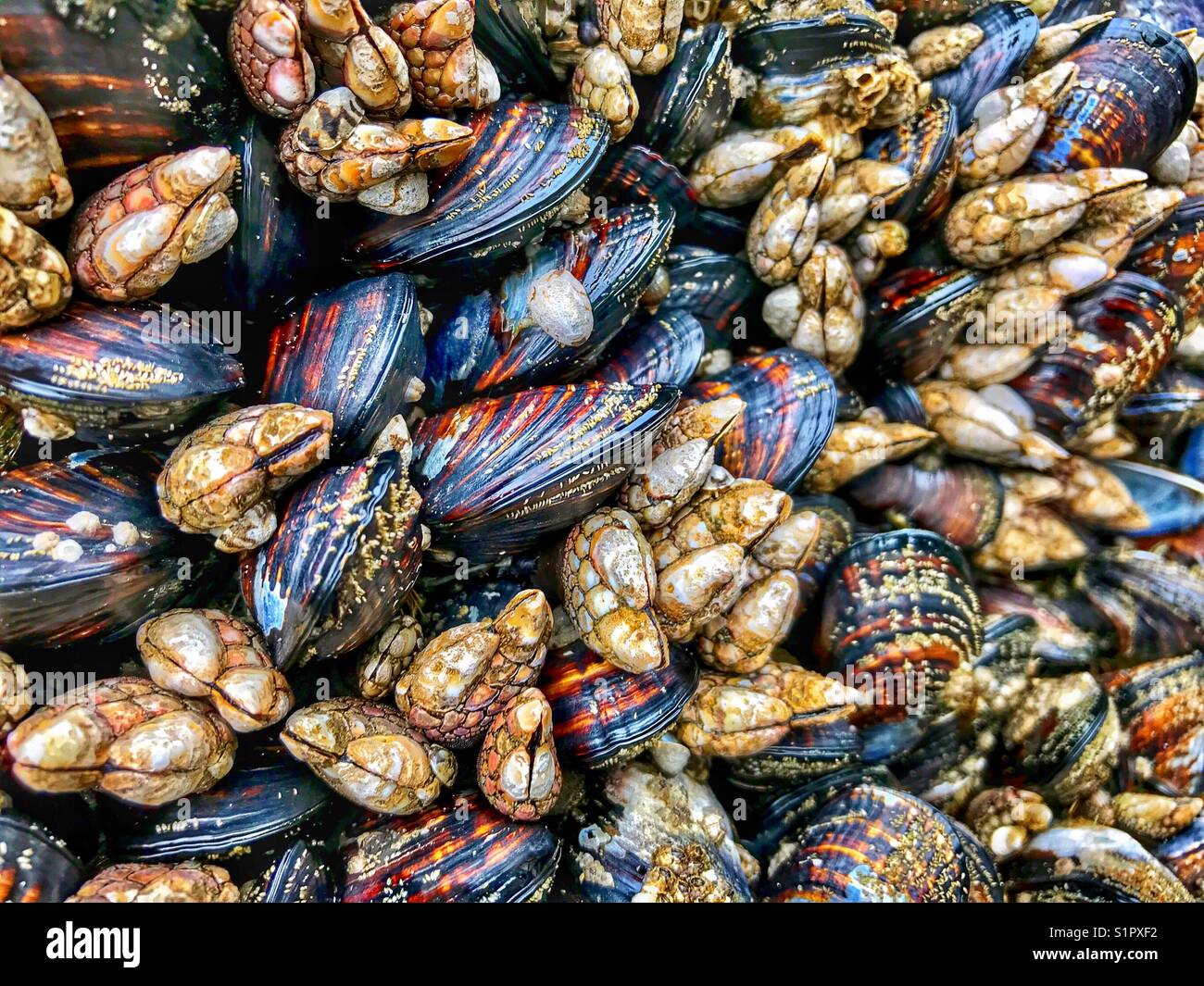 Close-up creature costiere su una parete di roccia Foto Stock