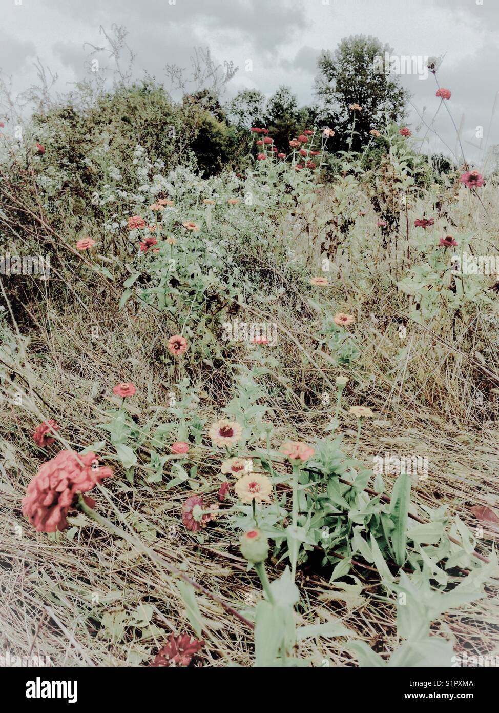 Bellezze pallide - fiori selvatici a ottobre Foto Stock