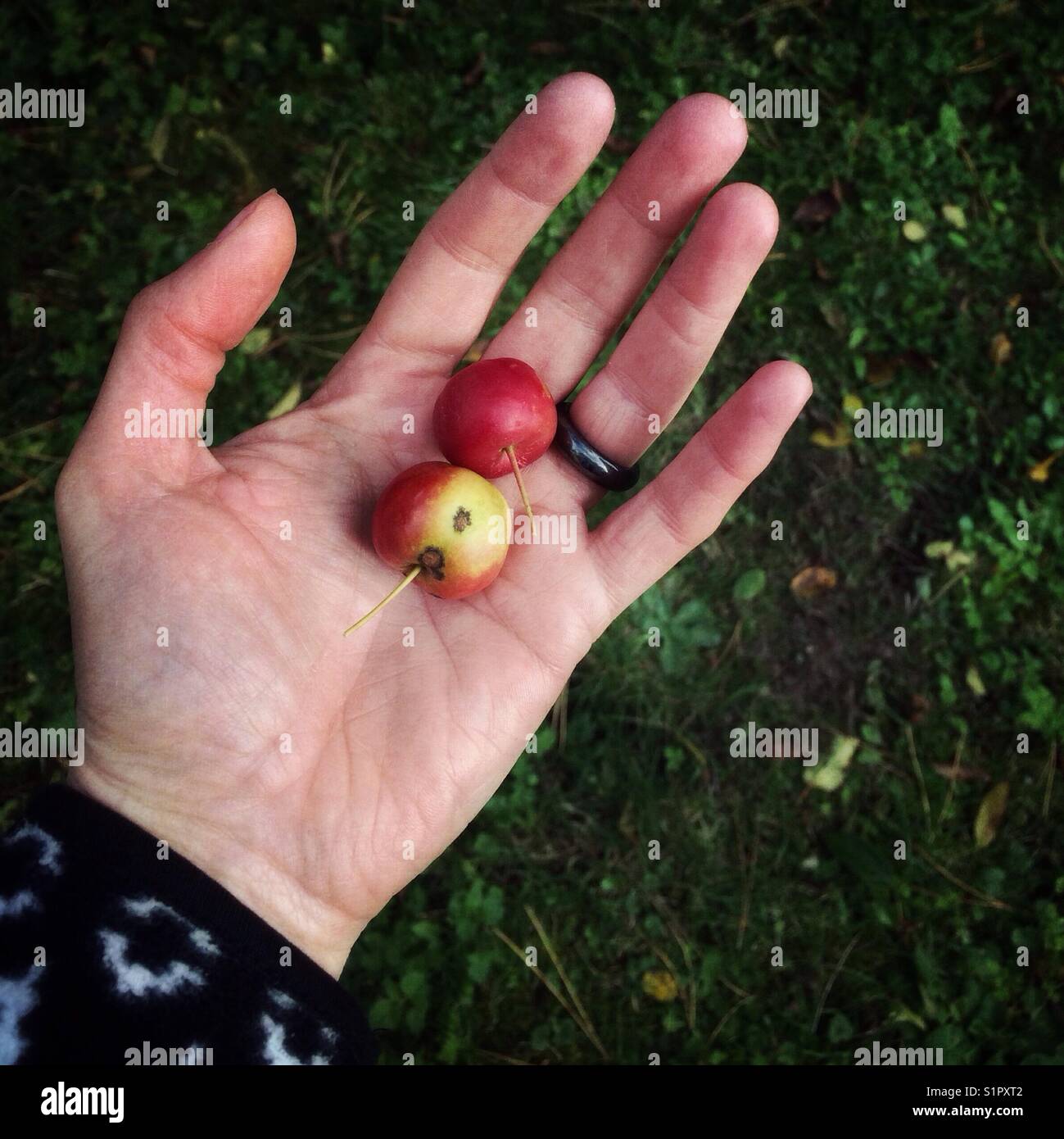 La mano di una donna che tiene due mele di granchio Foto Stock