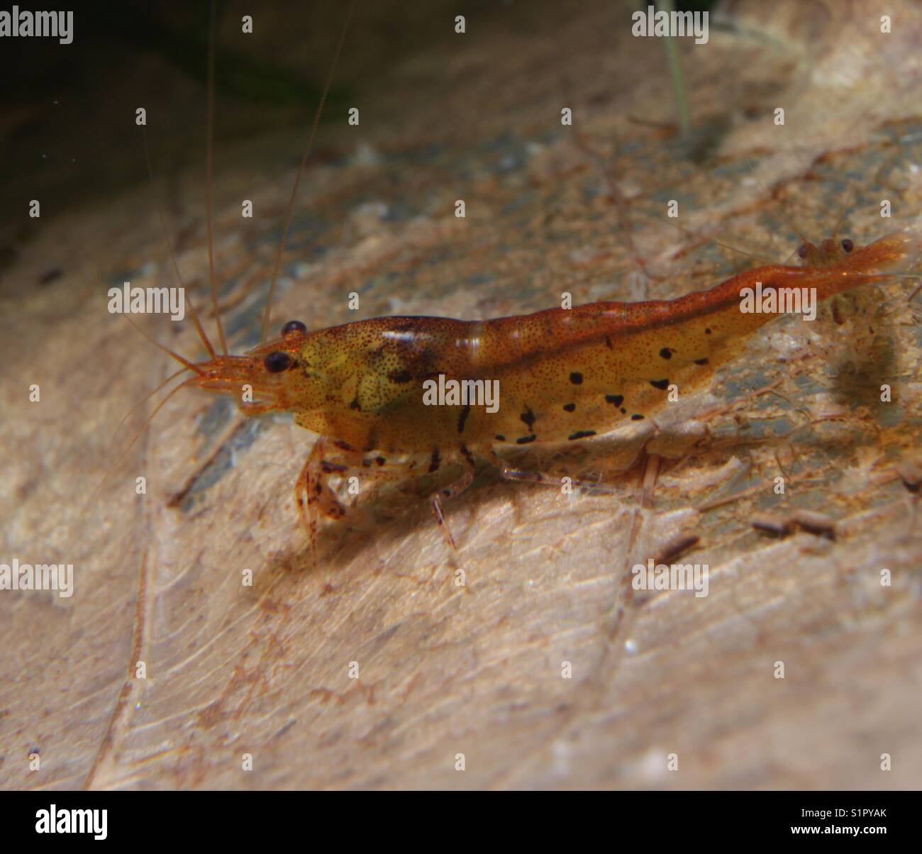 Tangerine tiger (caridina serrata) Foto Stock