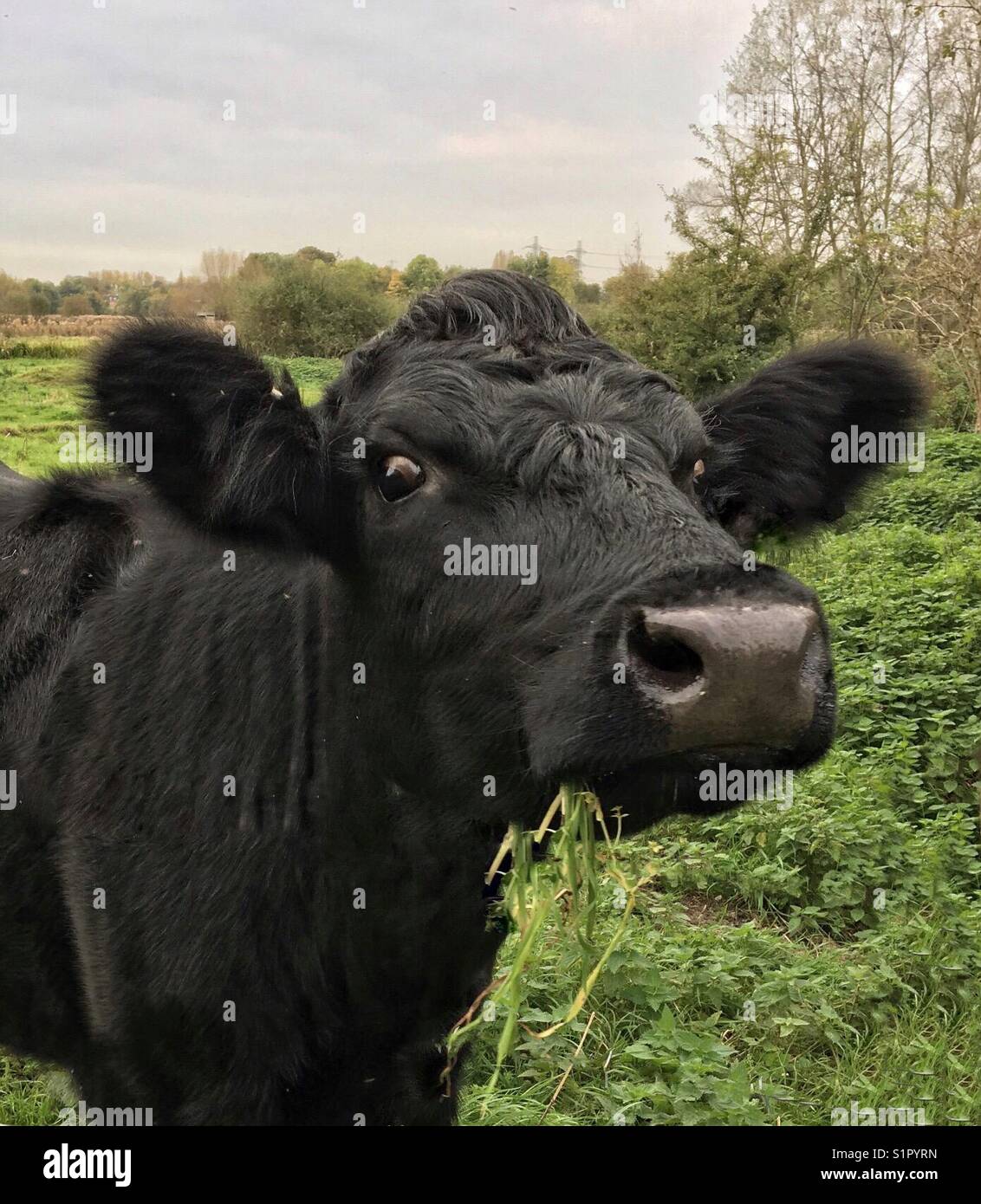 In prossimità di un piccolo nero di vitella con un boccone di erba. Foto Stock