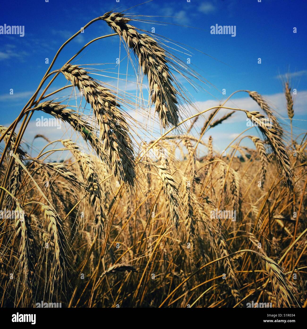 Primo piano di orecchie di grano su un campo Foto Stock