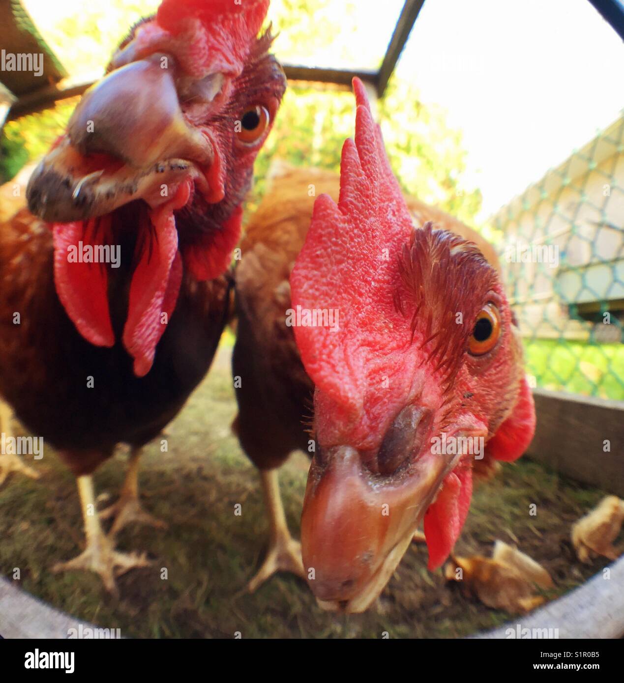 Primo piano di due Rhode Island red facce di pollo controllo del fotografo Foto Stock